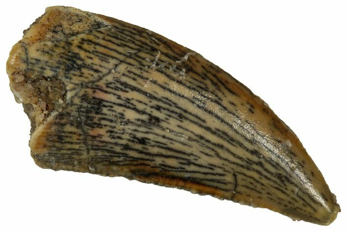 Serrated Raptor Tooth - Real Dinosaur Tooth #353381